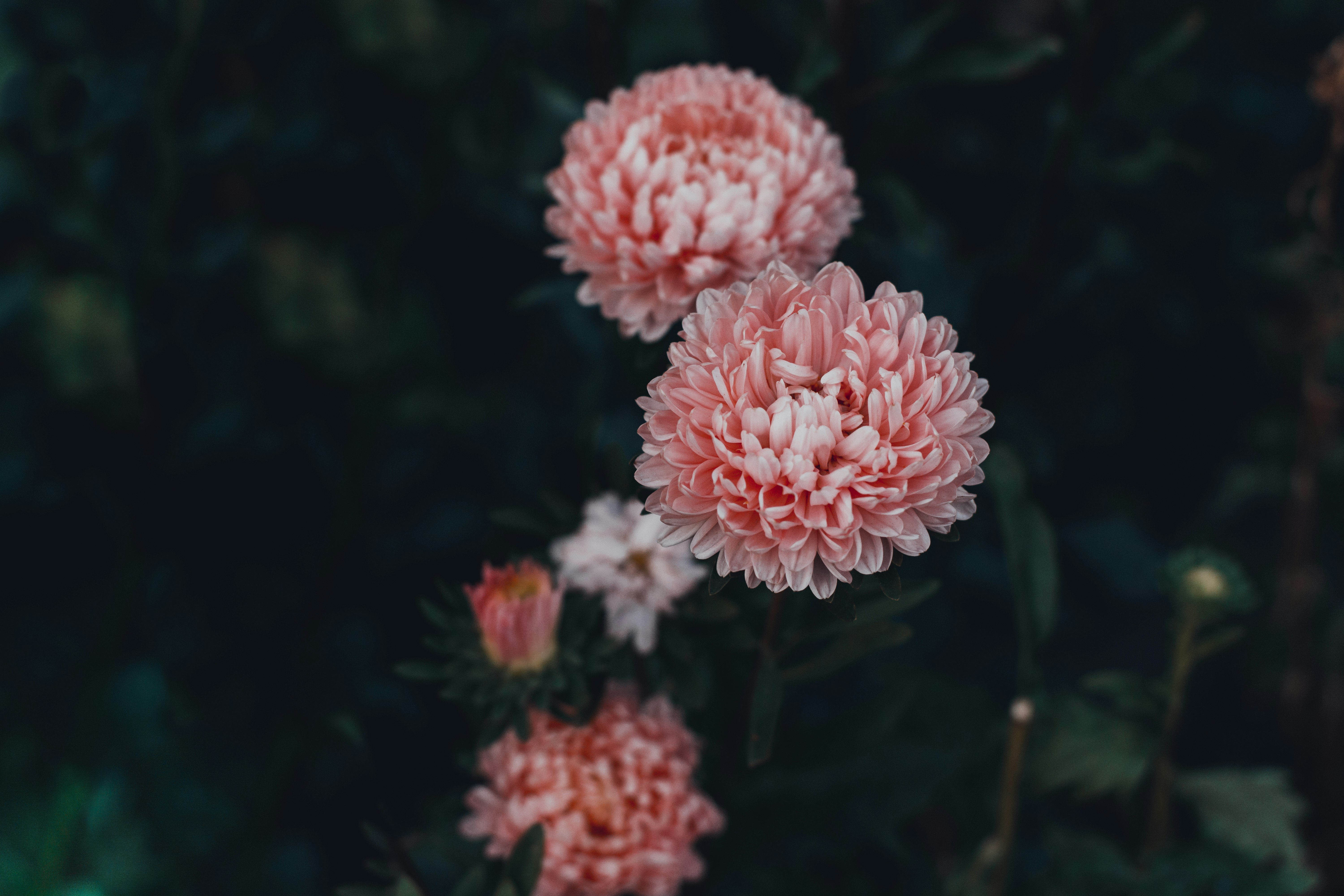 pink blooming flowers